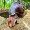 Giant african land snail public domain.png